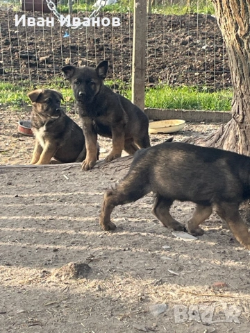 Немска Овчарка Сивак, снимка 6 - Немска овчарка - 54196161