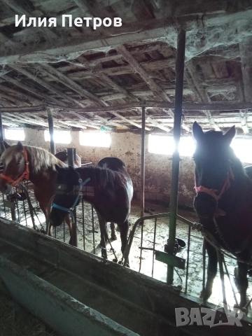 Конче женско , снимка 4 - Коне - 52855658