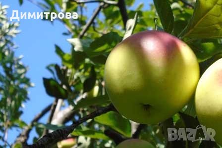 Ябълка Петровка - фиданки, снимка 1 - Градински цветя и растения - 30693297