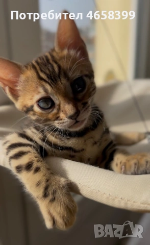 Бенгалска котка