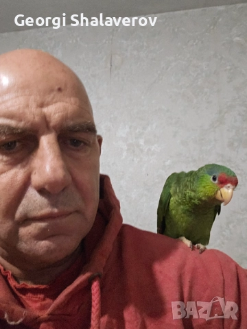 Продавам ръчно хранени бебета зеленобузи Амазони , снимка 2 - Папагали - 51951186