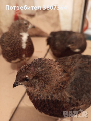 Продавам мъжки пъдпъдъци 3 лева за брой , снимка 16 - Кокошки и пуйки - 51025907