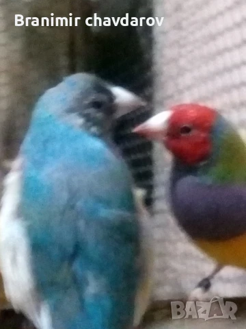 продавам амадини , снимка 3 - Амадини - 51182745