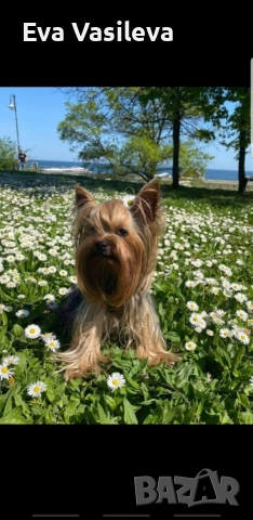 бебета йорки , снимка 2 - Други - 52646793