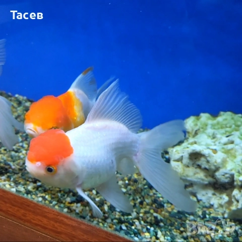 Оранда червена шапка 16-18см, снимка 1