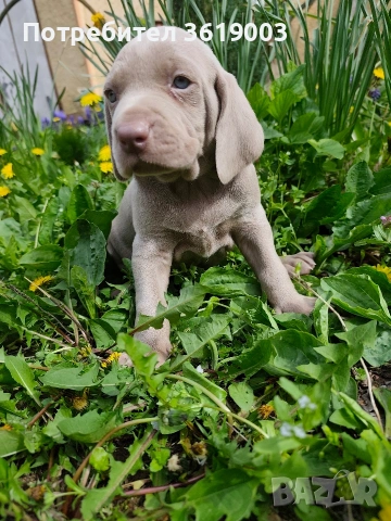 Ваймаранери 