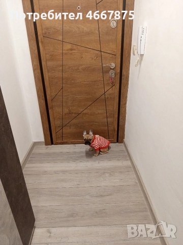 френски булдог , снимка 7 - Френски булдог - 52654466