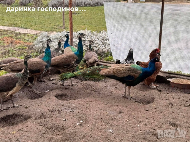 Индийски пауни мъжки и женски, снимка 3 - други­ - 52899128