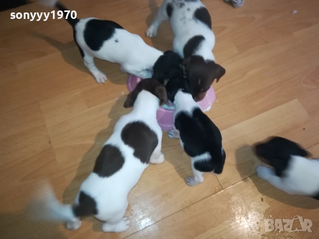 ДЖАК РЪСЕЛ-250ЛВ ЗА КУЧЕНЦЕ 1909250859, снимка 8 - Джак ръсел териер - 51764637