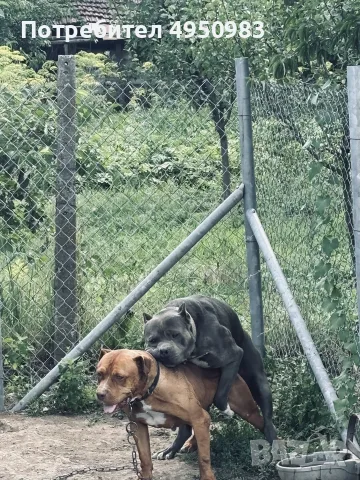 American Pitbull Terier X American bully, снимка 7 - Питбул - 56102706
