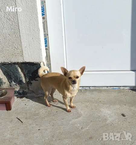 Продавам чихуахуа 