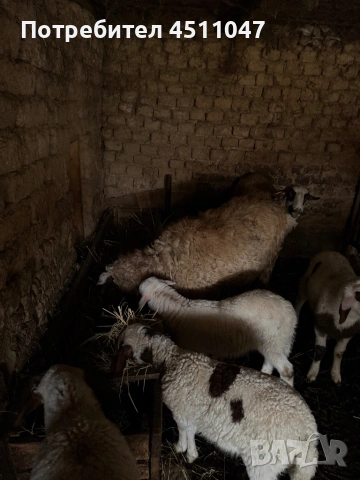 Продавам млади овце , снимка 6 - Овце - 54182180