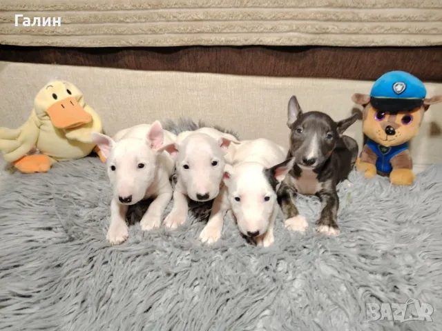 Миниатюрен Бултериер!Мини Бултериер , снимка 6 - Бултериер - 43985072