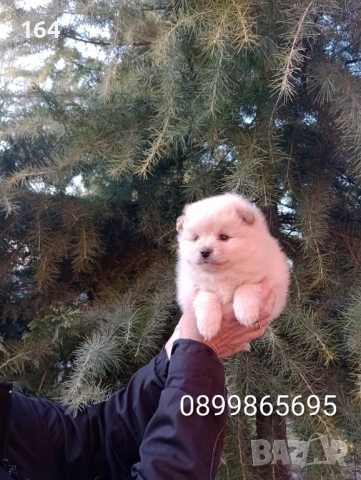 Бели и кремави мъжки кученца Шпиц. , снимка 5 - Померан - 53876191