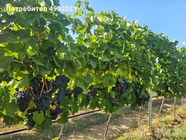 Продавам грозде, снимка 6 - Сортови семена и луковици - 55837485