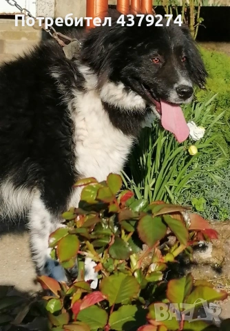 чистопородни овчарски кученца 