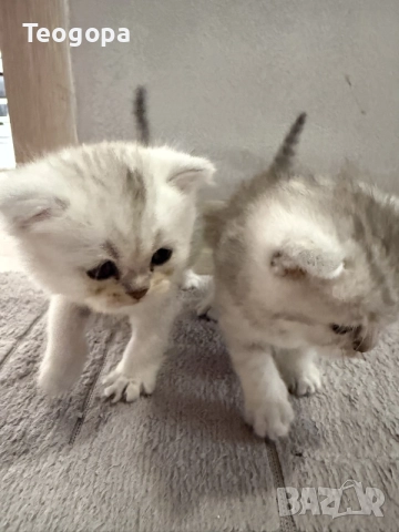 сребърни котета 