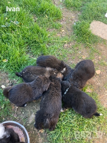 Каракачанки малки, снимка 2 - Каракачанска овчарка - 52534631