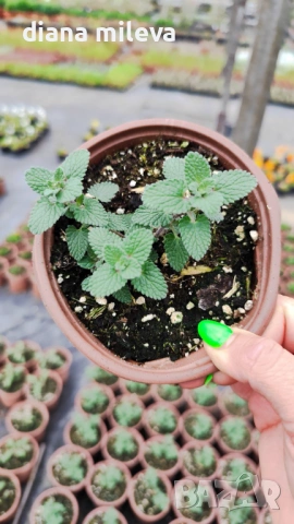 Непета, Nepeta, многогодишна и студоустойчива!!, снимка 5 - Градински цветя и растения - 52425887