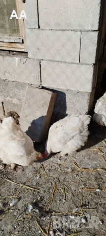 млади ярки, снимка 5 - Кокошки и пуйки - 53106385