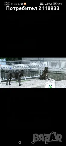 неаполитански мастиф - два броя , снимка 4 - Мастиф - 49962789