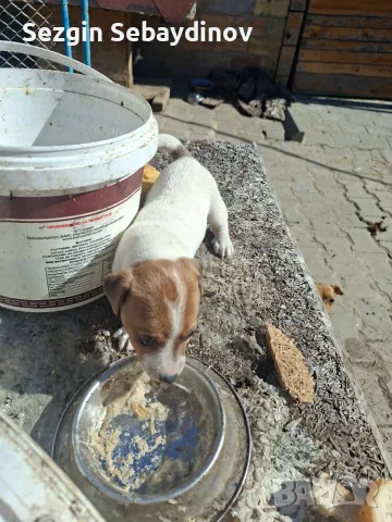 Джак ръсел териер