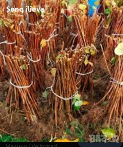 Продавам ягоди и малини, снимка 10 - Разсади - 54270403