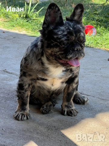 Френски булдог, снимка 9 - Френски булдог - 53140562