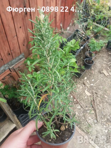 Розмарин, снимка 3 - Разсади - 51410660