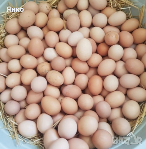яйца , снимка 1 - Кокошки и пуйки - 44581923