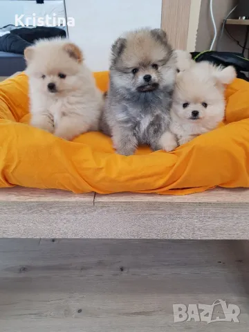 Померан померанчета померани, снимка 9 - Померан - 49137655