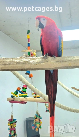 Скарлет Ара 4 г.