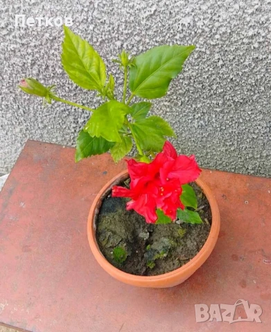 цъфтящи цветя , снимка 3 - Стайни растения - 50488175