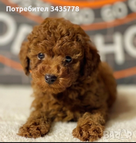 пудел той/poodle toy/