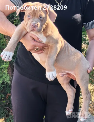 Американско Були Хл/American Bully XL , снимка 5 - Питбул - 55891222