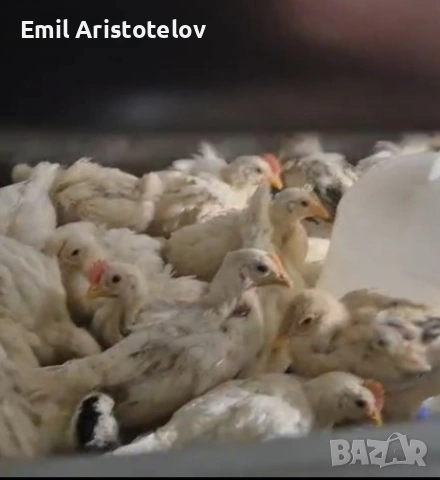 Пилета, снимка 2 - други­ - 53128647