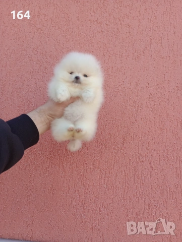 Чисто бели мини Померани. Реални снимки !!! , снимка 10 - Померан - 53904343