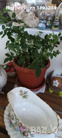 Royal Albert Moss Rose Чайник и сосиера, снимка 4 - Антикварни и старинни предмети - 56367656