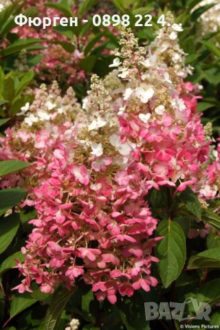 3 вида Хортензия paniculata - червена бяла и розова, снимка 4 - Разсади - 36989698