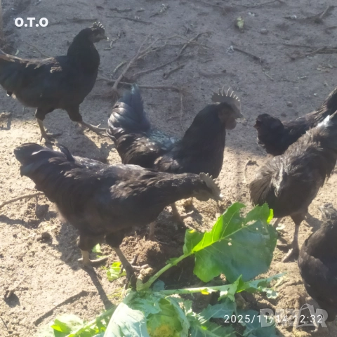 Петли Аям кемани!!