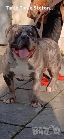 американско були  само за разплод