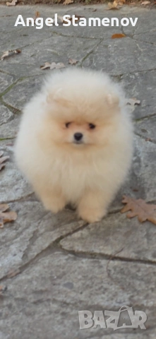 Померан,мини момченца с родословие!, снимка 6 - Померан - 52471328