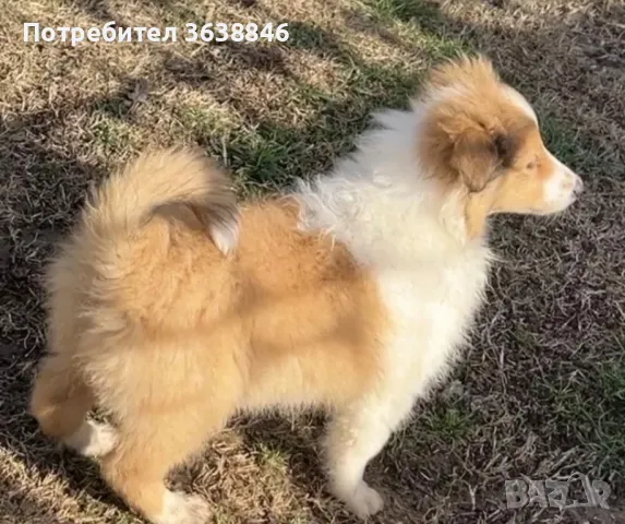 коли, снимка 2 - Коли - 48377715