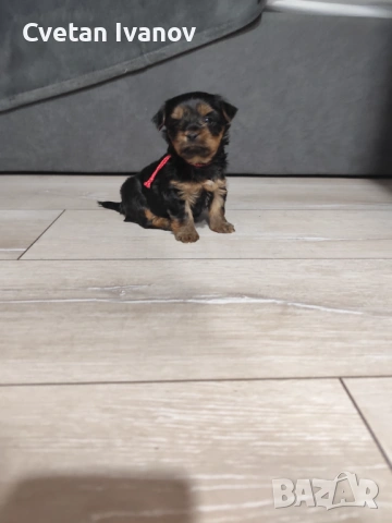 Йоркширски териер , снимка 2 - Йоркширски териер - 54009943