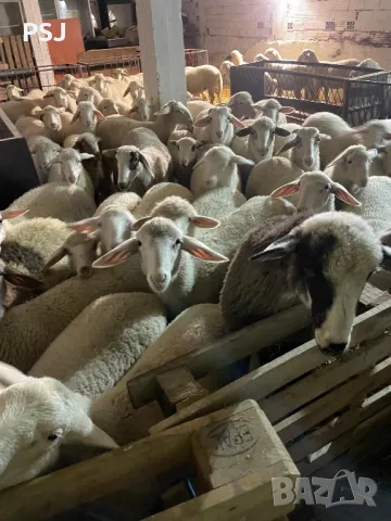 Продавам агнета от 20 до 40кг, снимка 1