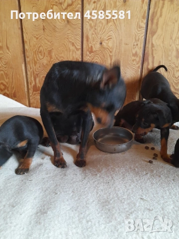 Сърнисти пинери, снимка 3 - Пинчер - 52995417