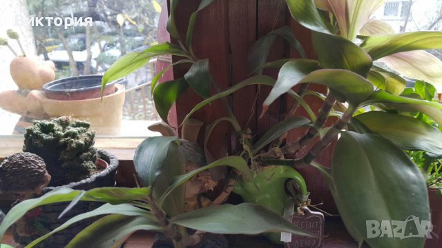 Кализия - билката на века!, снимка 5 - Градински цветя и растения - 26712093