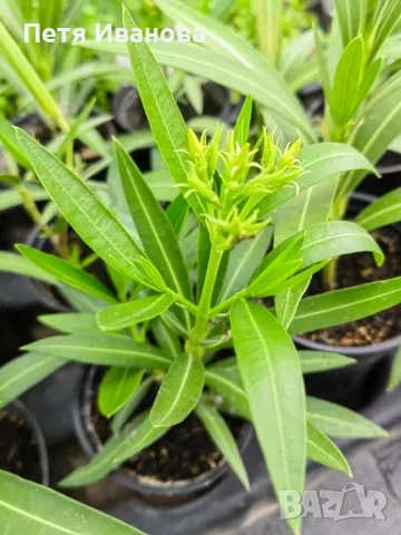 Олеандър (зокум, лян) , снимка 7 - Градински цветя и растения - 50008789