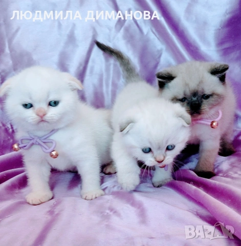 шотландски мъжки със сини очи 