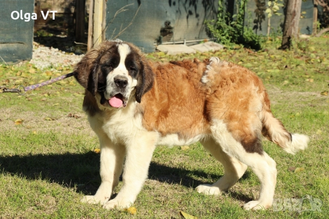 Санбернар на 7 месеца, снимка 4 - Санбернари - 52426616